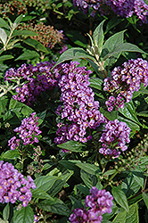Lo & Behold Purple Haze Butterfly Bush (Buddleia 'Purple Haze') at Glasshouse Nursery