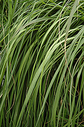 Red Bunny Tails Fountain Grass (Pennisetum massaicum) at Glasshouse Nursery