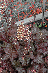 Midnight Bayou Coral Bells (Heuchera 'Midnight Bayou') at Glasshouse Nursery