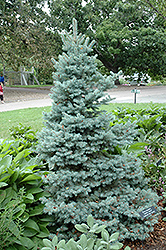 Sester Dwarf Blue Spruce (Picea pungens 'Sester Dwarf') at Glasshouse Nursery