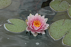 Hollandia Hardy Water Lily (Nymphaea 'Hollandia') at Glasshouse Nursery