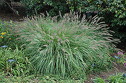 Fountain Grass (Pennisetum alopecuroides) at Glasshouse Nursery