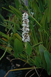 White Pickerelweed (Pontederia cordata 'Alba') at Glasshouse Nursery