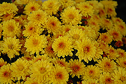 Harvest Bronze Chrysanthemum (Chrysanthemum 'Harvest Bronze') at Glasshouse Nursery