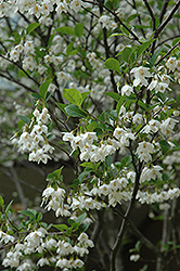 Japanese Snowbell (Styrax japonicus) at Glasshouse Nursery