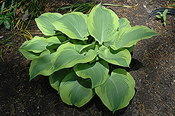 Climax Hosta (Hosta 'Climax') at Glasshouse Nursery