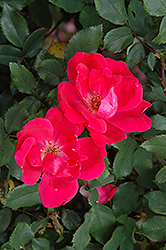 Red Knock Out Rose (Rosa 'Red Knock Out') at Glasshouse Nursery