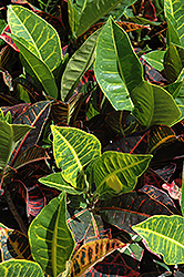 Variegated Croton (Codiaeum variegatum) at Glasshouse Nursery