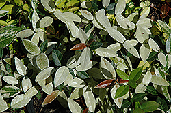 Winter Beauty Asian Jasmine (Trachelospermum asiaticum 'Winter Beauty') at Glasshouse Nursery
