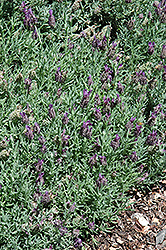 Laveanna Grand Purple Lavender (Lavandula stoechas 'Laveanna Grand Purple') at Glasshouse Nursery