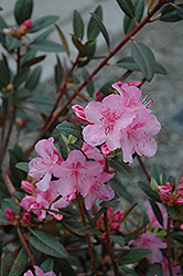 Aglo Rhododendron (Rhododendron 'Aglo') at Glasshouse Nursery