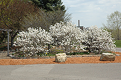 Royal Star Magnolia (Magnolia stellata 'Royal Star') at Glasshouse Nursery