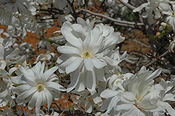 Royal Star Magnolia (Magnolia stellata 'Royal Star') at Glasshouse Nursery