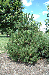 Oregon Green Austrian Pine (Pinus nigra 'Oregon Green') at Glasshouse Nursery