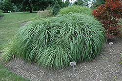 Adagio Maiden Grass (Miscanthus sinensis 'Adagio') at Glasshouse Nursery