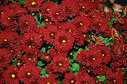 Meridian Deep Red Chrysanthemum (Chrysanthemum 'Meridian Deep Red') at Glasshouse Nursery