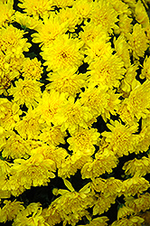 Sunbeam Yellow Chrysanthemum (Chrysanthemum 'Sunbeam Yellow') at Glasshouse Nursery