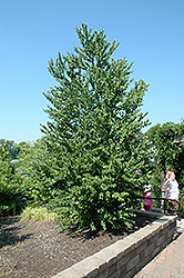 Katsura Tree (Cercidiphyllum japonicum) at Glasshouse Nursery