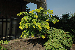 Hearts of Gold Redbud (Cercis canadensis 'Hearts of Gold') at Glasshouse Nursery