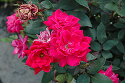 Knock Out Double Red Rose (Rosa 'Radtko') at Glasshouse Nursery