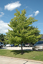 Morgan Maple (Acer rubrum 'Morgan') at Glasshouse Nursery