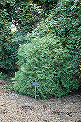 Sherwood Moss Arborvitae (Thuja occidentalis 'Sherwood Moss') at Glasshouse Nursery