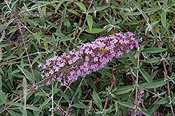 Flutterby Flow Lavender Butterfly Bush (Buddleia davidii 'Podaras 12') at Glasshouse Nursery