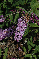 Flutterby Lavender Butterfly Bush (Buddleia davidii 'Podaras 11') at Glasshouse Nursery