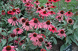 Big Sky Solar Flare Coneflower (Echinacea 'Big Sky Solar Flare') at Glasshouse Nursery