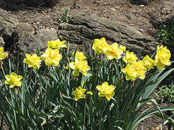 Golden Ducat Daffodil (Narcissus 'Golden Ducat') at Glasshouse Nursery