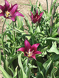 Purple Dream Tulip (Tulipa 'Purple Dream') at Glasshouse Nursery