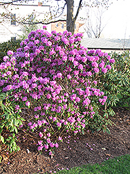 P.J.M. Regal Rhododendron (Rhododendron 'P.J.M. Regal') at Glasshouse Nursery