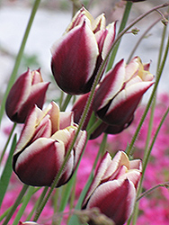 Arabian Mystery Tulip (Tulipa 'Arabian Mystery') at Glasshouse Nursery