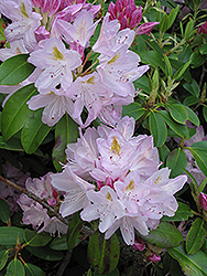 Album Elegans Catawba Rhododendron (Rhododendron catawbiense 'Album Elegans') at Glasshouse Nursery