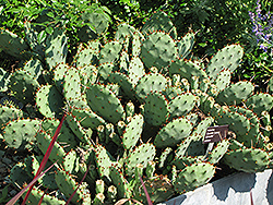 Lemon Spreader Prickly Pear Cactus (Opuntia 'Lemon Spreader') at Glasshouse Nursery