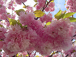 Kwanzan Flowering Cherry (Prunus serrulata 'Kwanzan') at Glasshouse Nursery