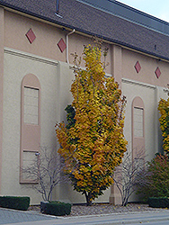 Columnar Norway Maple (Acer platanoides 'Columnare') at Glasshouse Nursery