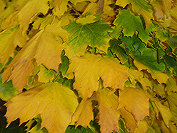Columnar Norway Maple (Acer platanoides 'Columnare') at Glasshouse Nursery