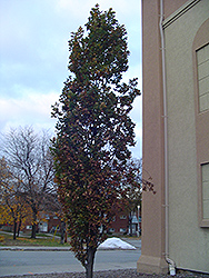 Pyramidal English Oak (Quercus robur 'Fastigiata') at Glasshouse Nursery