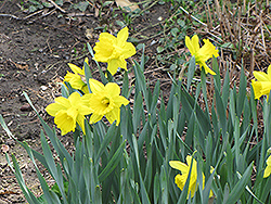 Dutch Master Daffodil (Narcissus 'Dutch Master') at Glasshouse Nursery