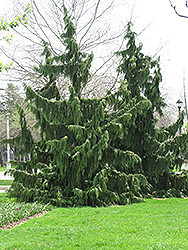 Nootka Cypress (Chamaecyparis nootkatensis) at Glasshouse Nursery