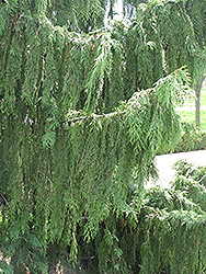 Nootka Cypress (Chamaecyparis nootkatensis) at Glasshouse Nursery