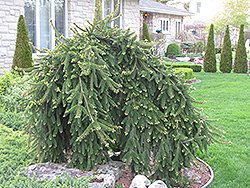 Weeping Norway Spruce (Picea abies 'Pendula') at Glasshouse Nursery