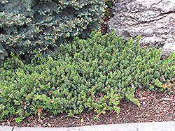 Dwarf Japanese Garden Juniper (Juniperus procumbens 'Nana') at Glasshouse Nursery