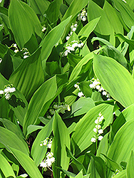 Lily-Of-The-Valley (Convallaria majalis) at Glasshouse Nursery