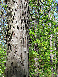 Shagbark Hickory (Carya ovata) at Glasshouse Nursery