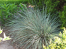Sapphire Blue Oat Grass (Helictotrichon sempervirens 'Sapphire') at Glasshouse Nursery