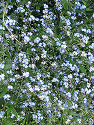 Forget-Me-Not (Myosotis sylvatica) at Glasshouse Nursery