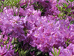 Lee's Dark Purple Rhododendron (Rhododendron catawbiense 'Lee's Dark Purple') at Glasshouse Nursery