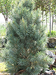 Vanderwolf's Pyramid Pine (Pinus flexilis 'Vanderwolf's Pyramid') at Glasshouse Nursery